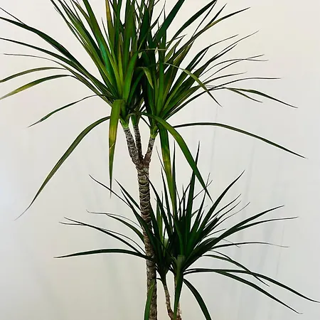 St Mountain Escape Daire