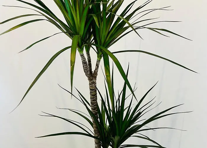 St Mountain Escape アパート